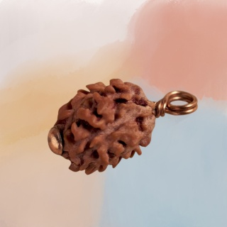Autentyczna  Dwimukhi Rudraksha Konsekrowana w Dhyanalinga