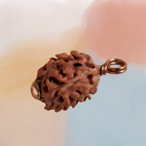 Autentyczna  Dwimukhi Rudraksha Konsekrowana w Dhyanalinga