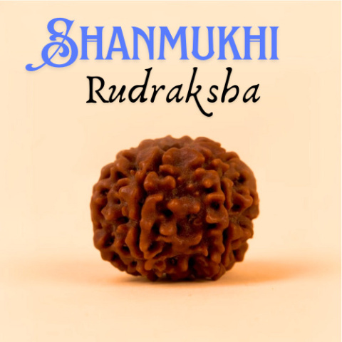 Shanmukhi - Rudraksha  Shanmukhi 6-faced Konsekrowana w Dhyanalinga